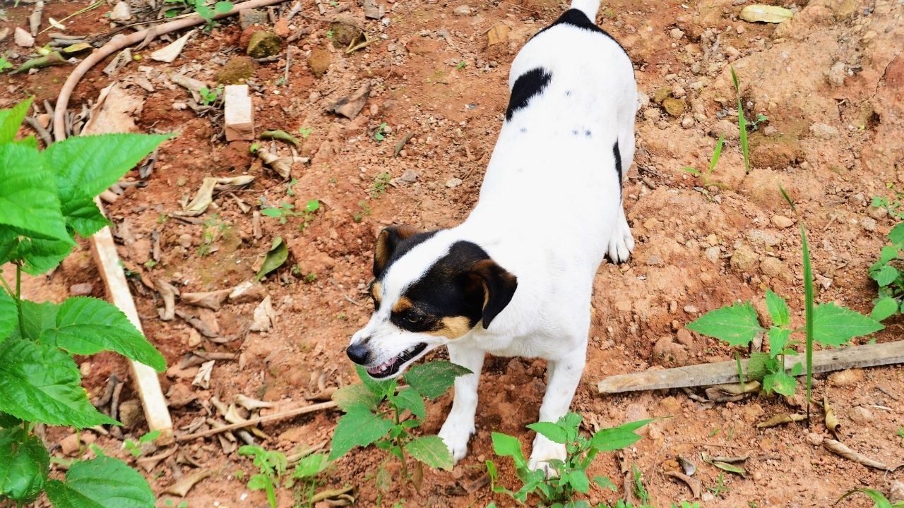 beyaz köpek hırlıyor