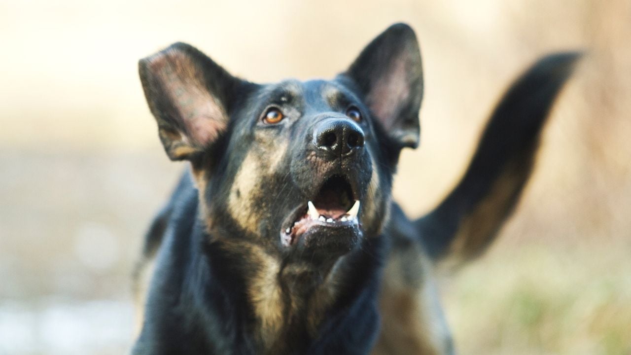 siyah köpek hırlıyor