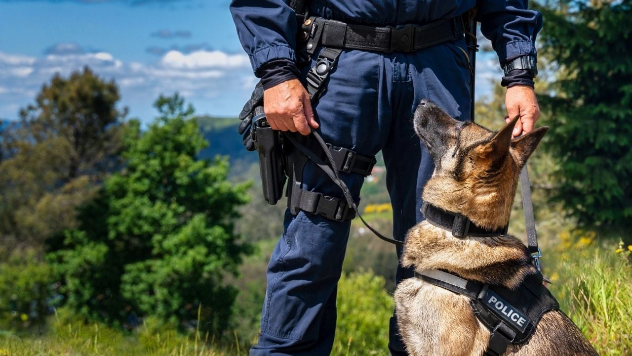 Polis Köpeği ve polis