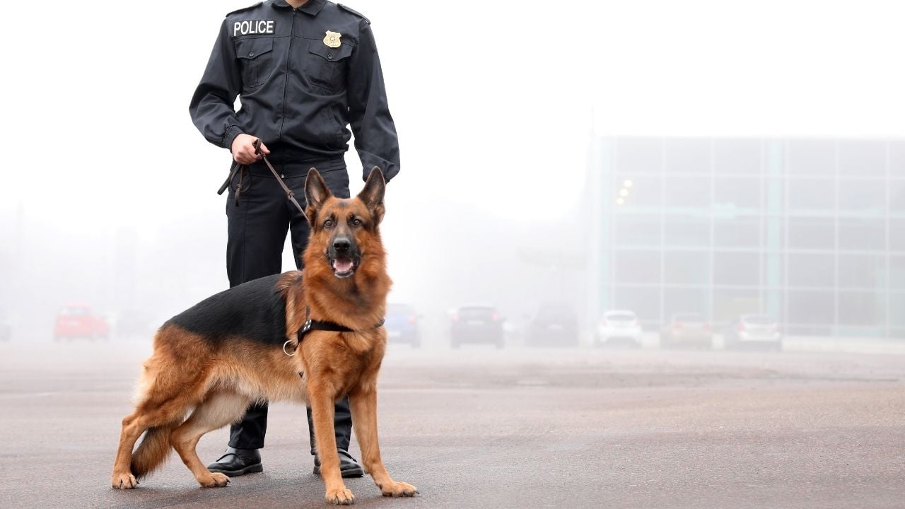 polis ve Alman Çoban Köpeği