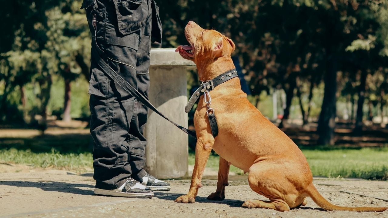 eğitimde Amerikan Pit Bull Terrier