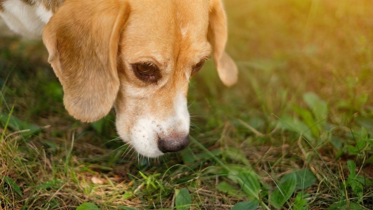 Beagle yeri kokluyor