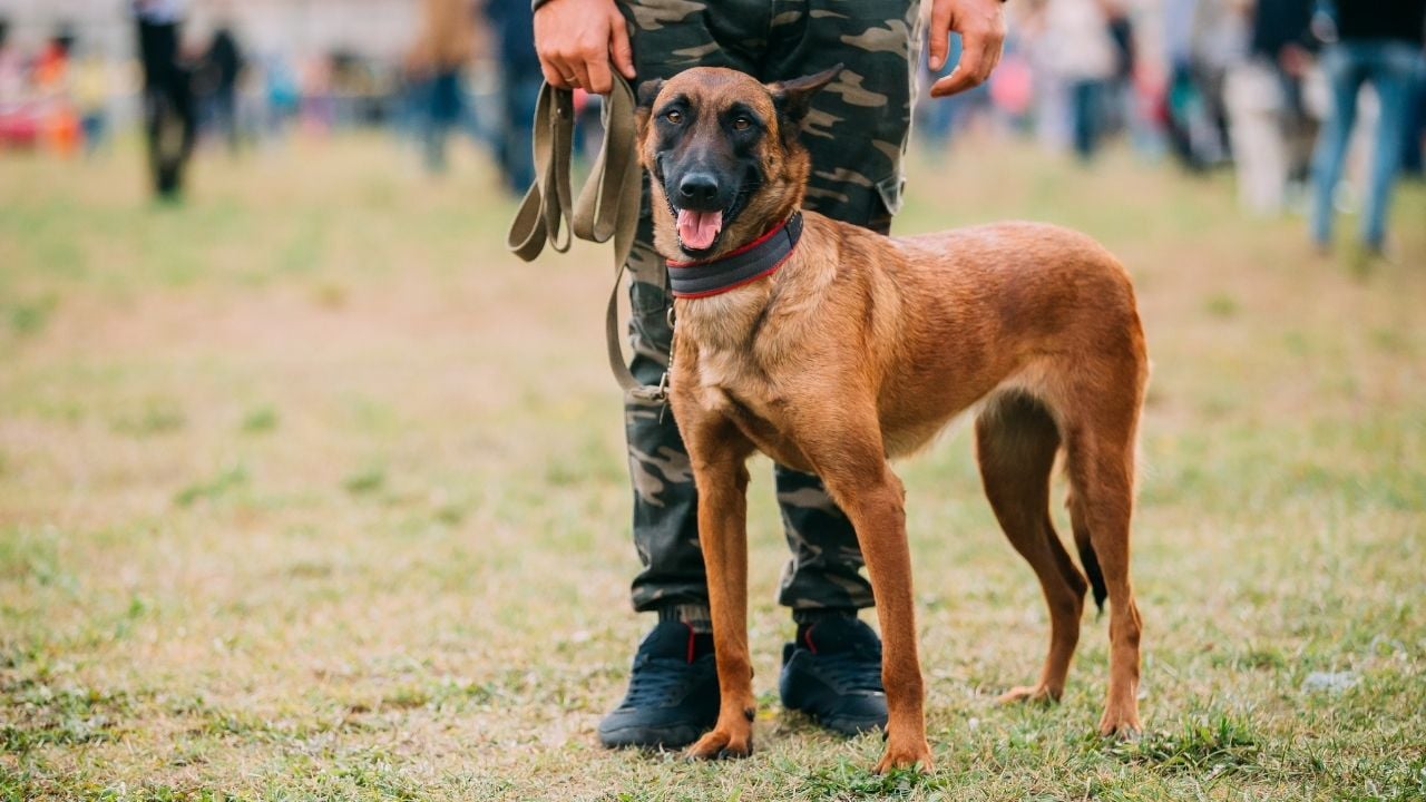 Belçika Malinois ve asker