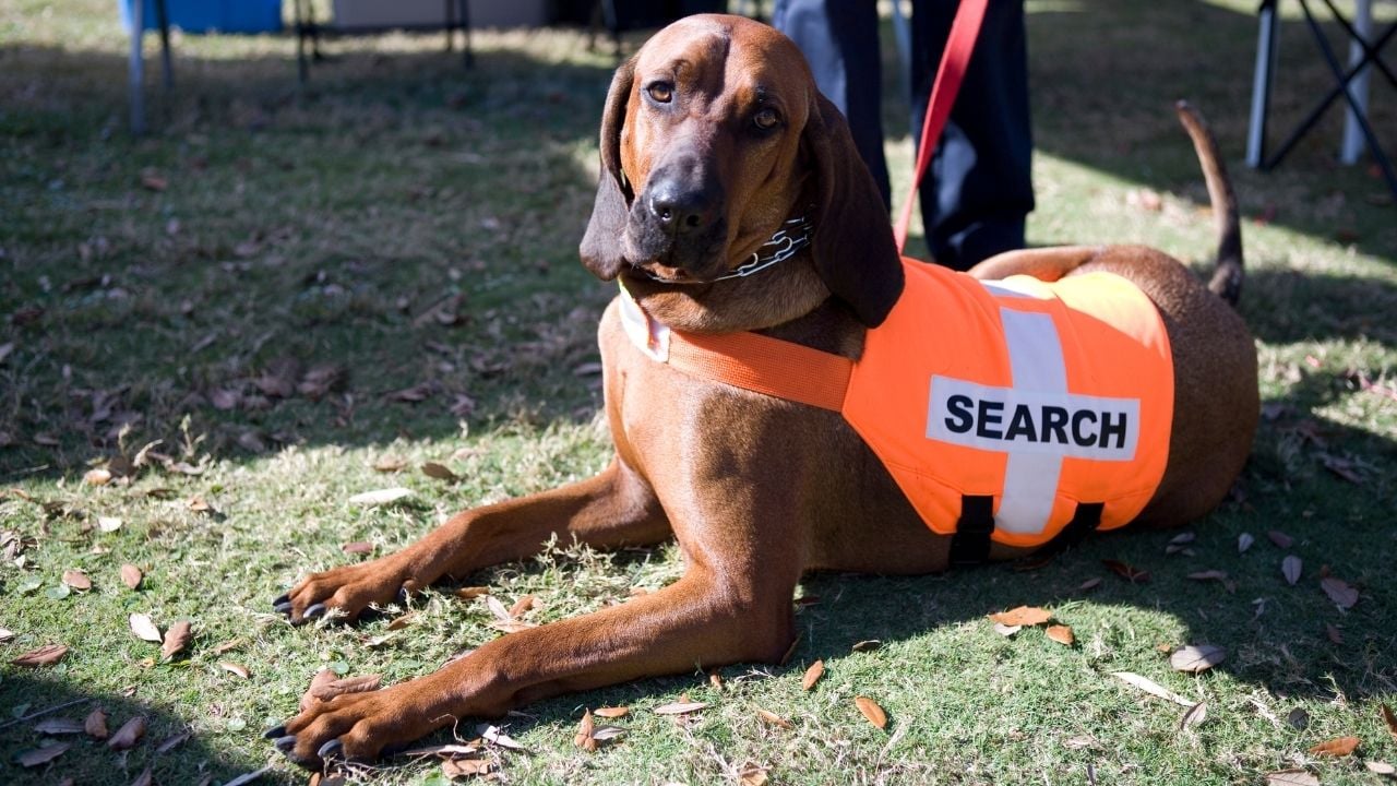 arama köpeği olarak Bloodhound