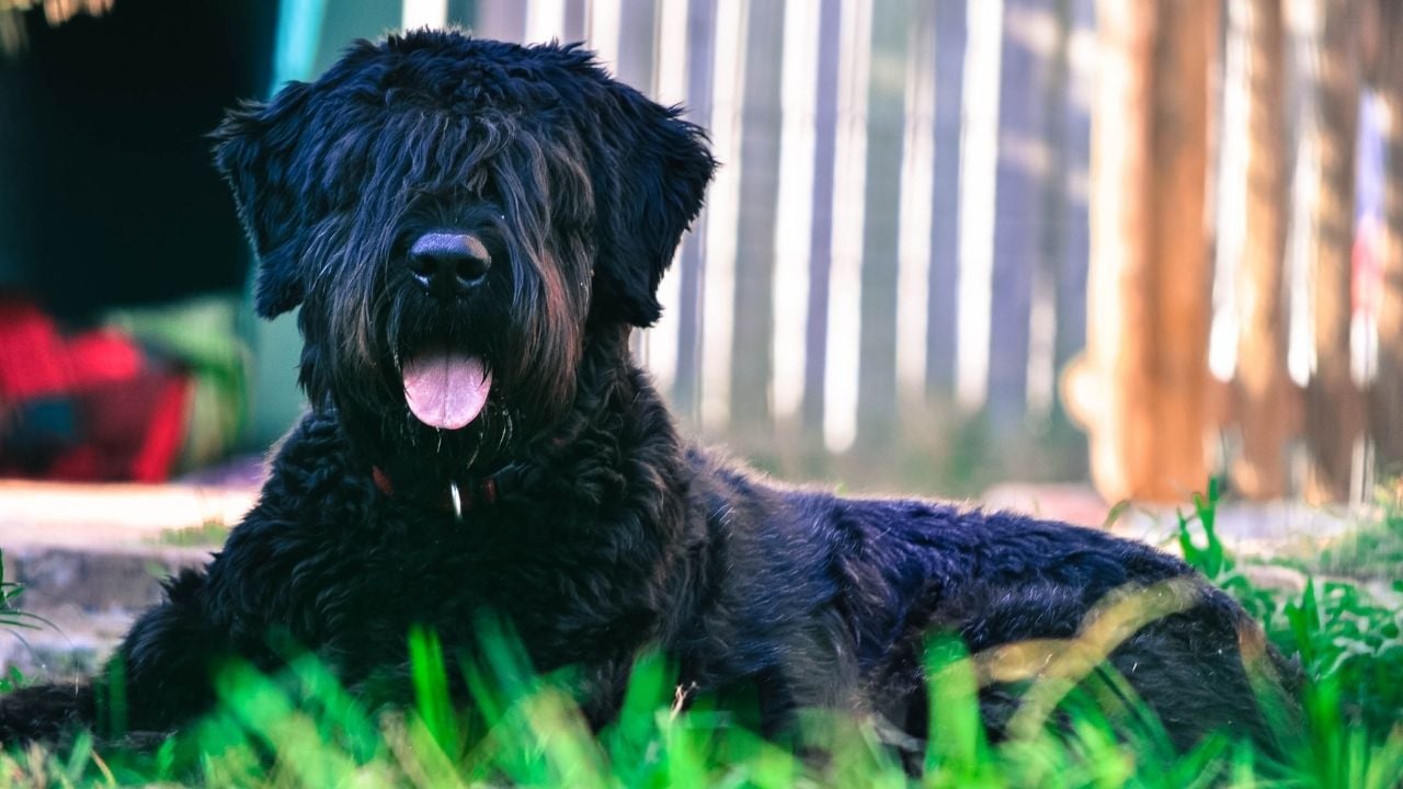 siyah Bouvier des Flandres
