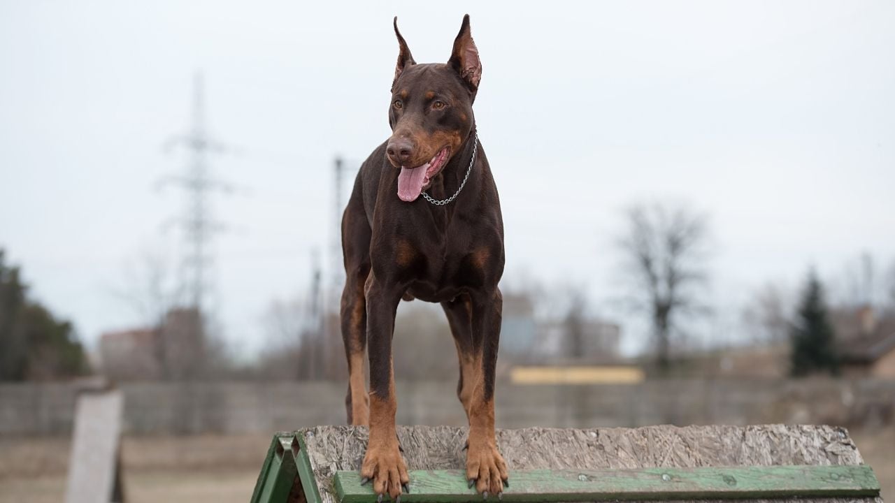kahverengi Doberman Pinscher