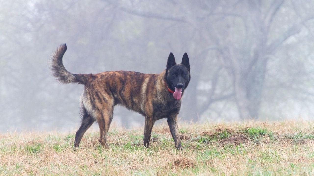 Hollanda Çoban Köpeği çayırda