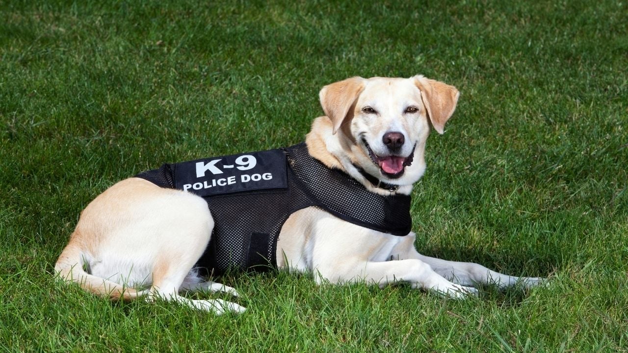K-9 Labrador Retriever