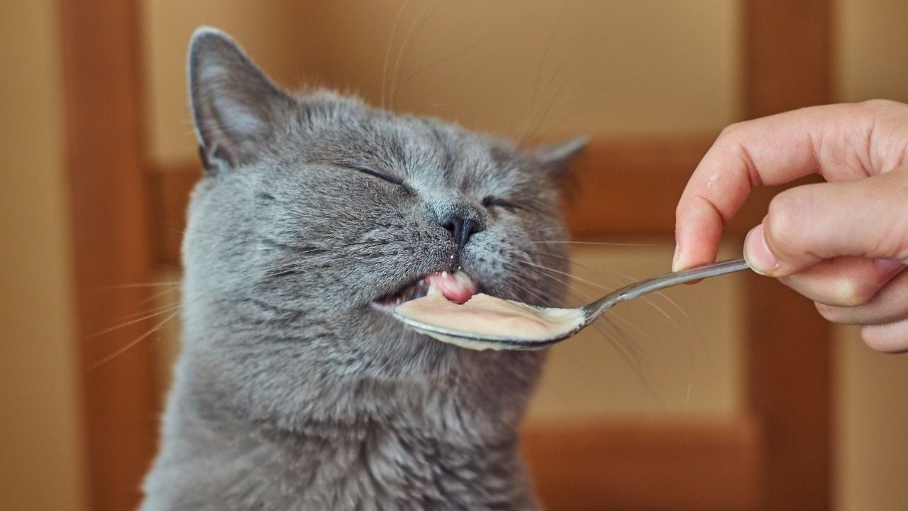 kedi bir şeyler yiyor