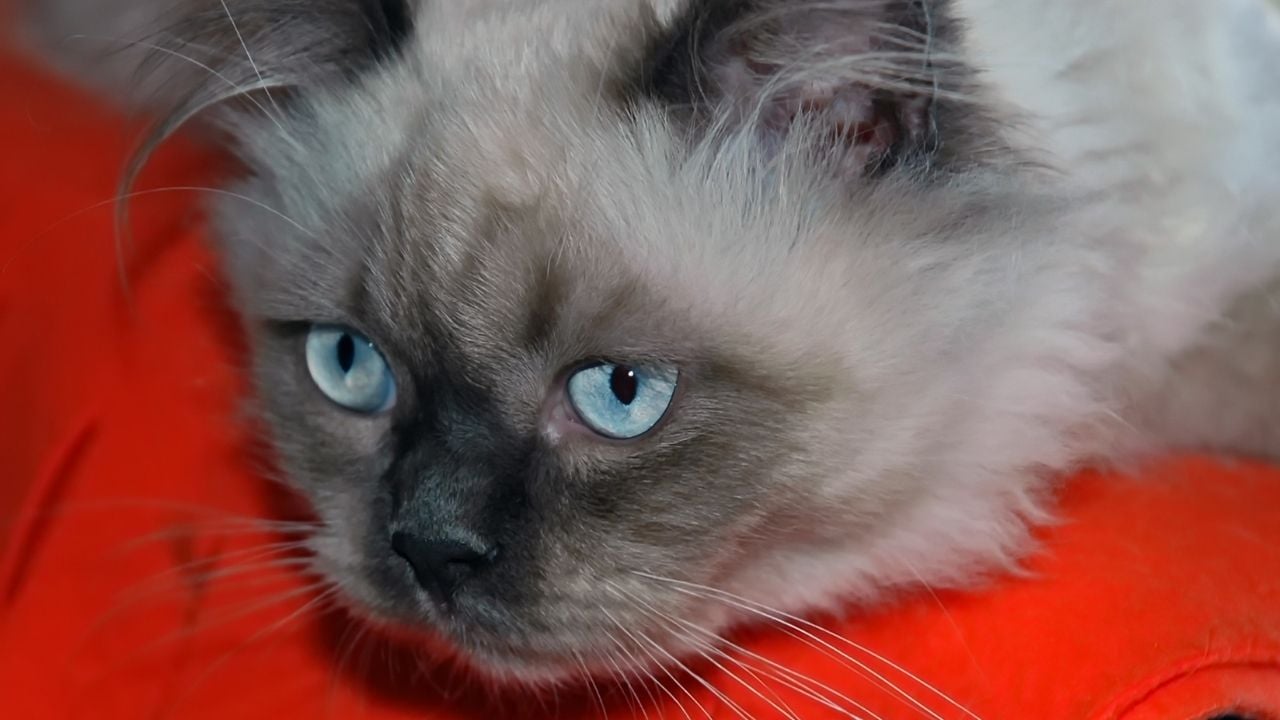 mavi gözlü Himalayan Kedisi