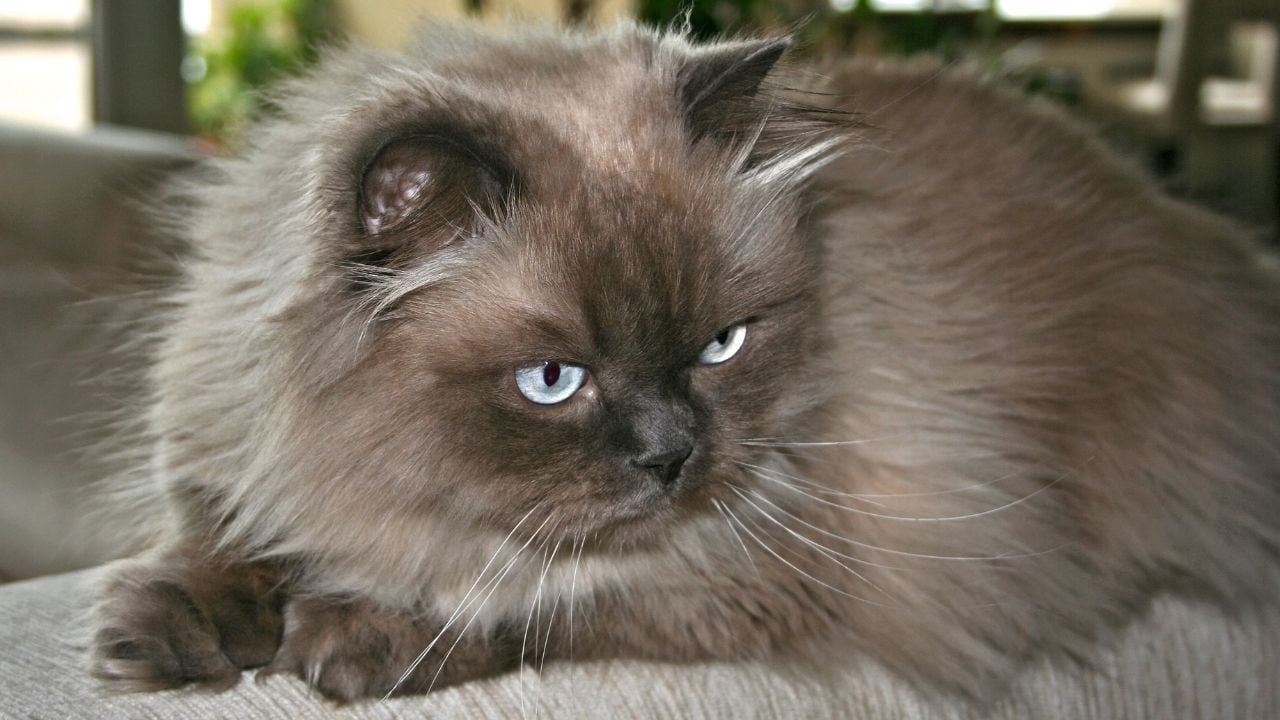 küllü renkli Himalayan Kedisi
