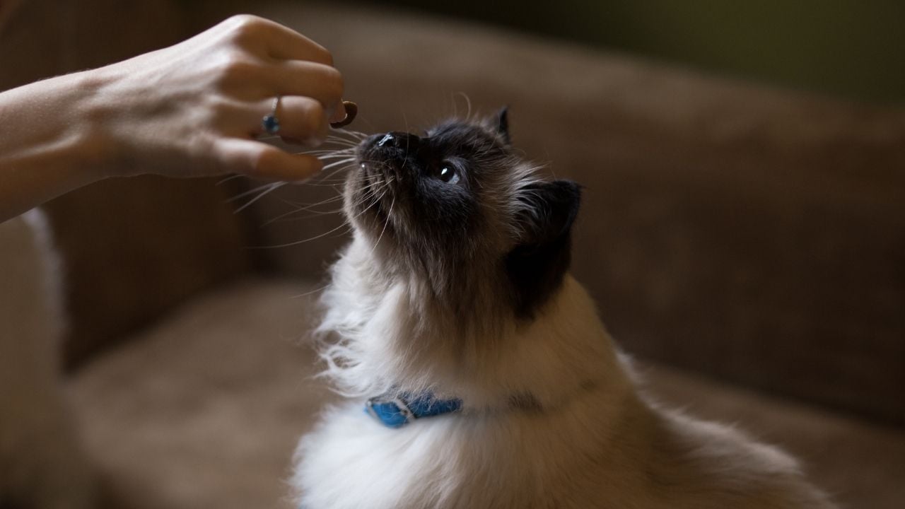kedi bir şeyler yiyor