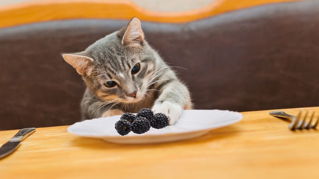kedi böğürtlenlere uzanıyor