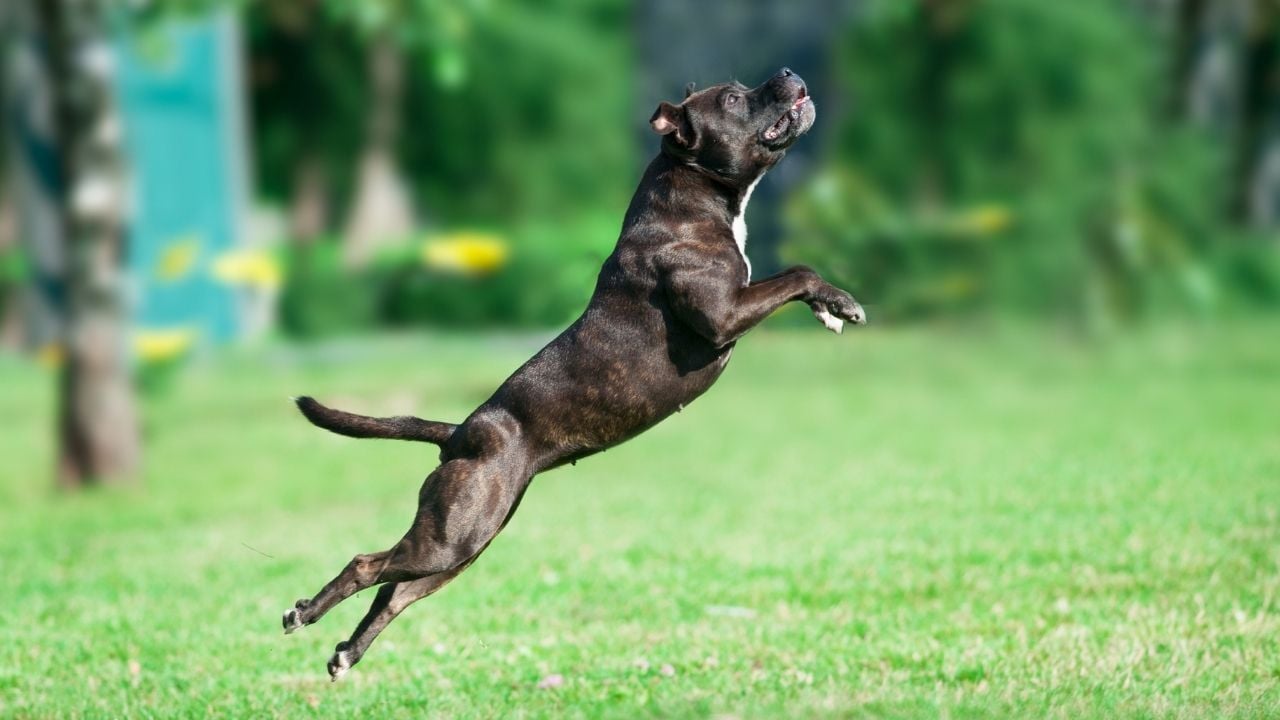 Amerikan Pitbull Terrier zıplıyor
