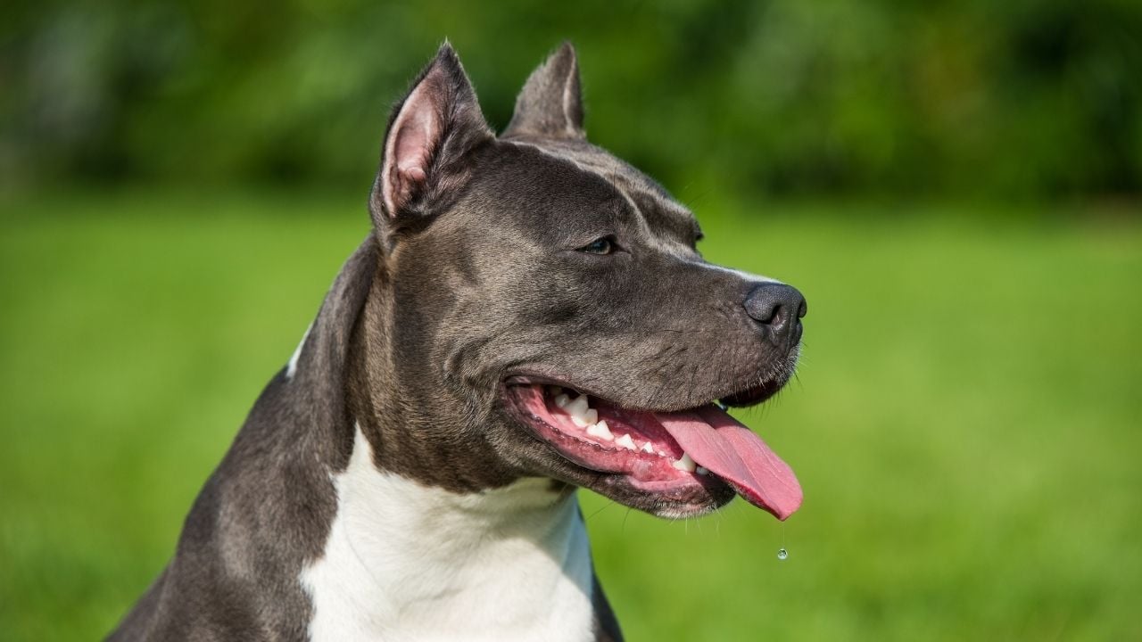 Amerikan Pitbull Terrier dili dışarıda