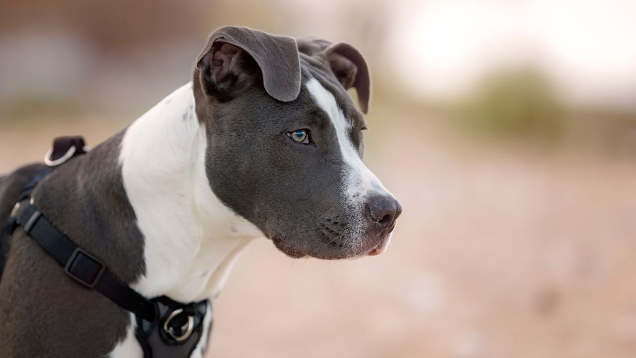gri beyaz Amerikan Pitbull Terrier