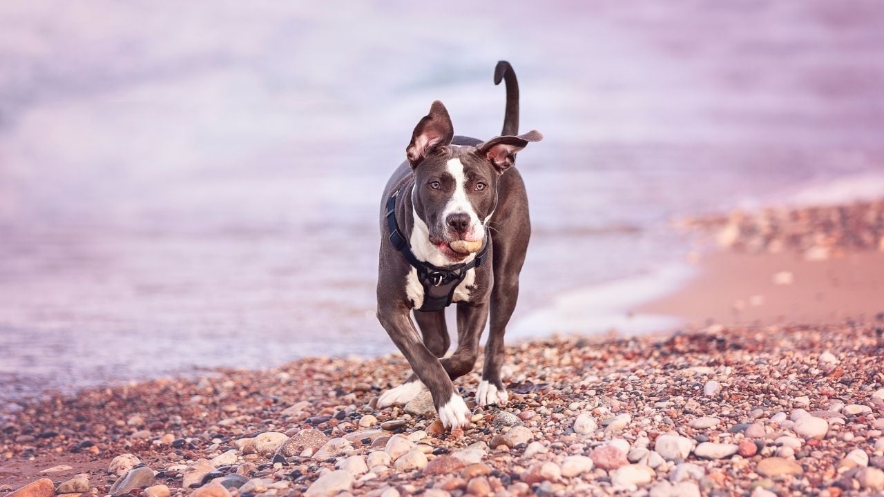 Amerikan Pitbull Terrier deniz kenarında