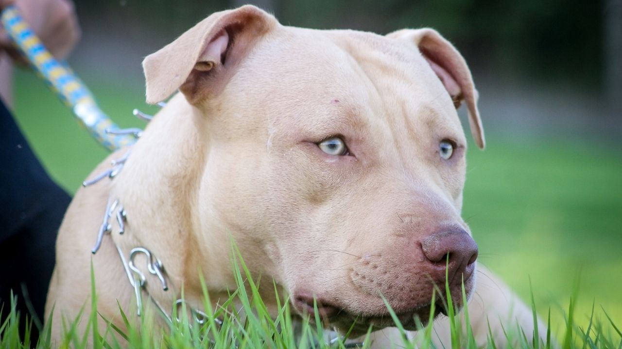 açık renk Amerikan Pitbull Terrier