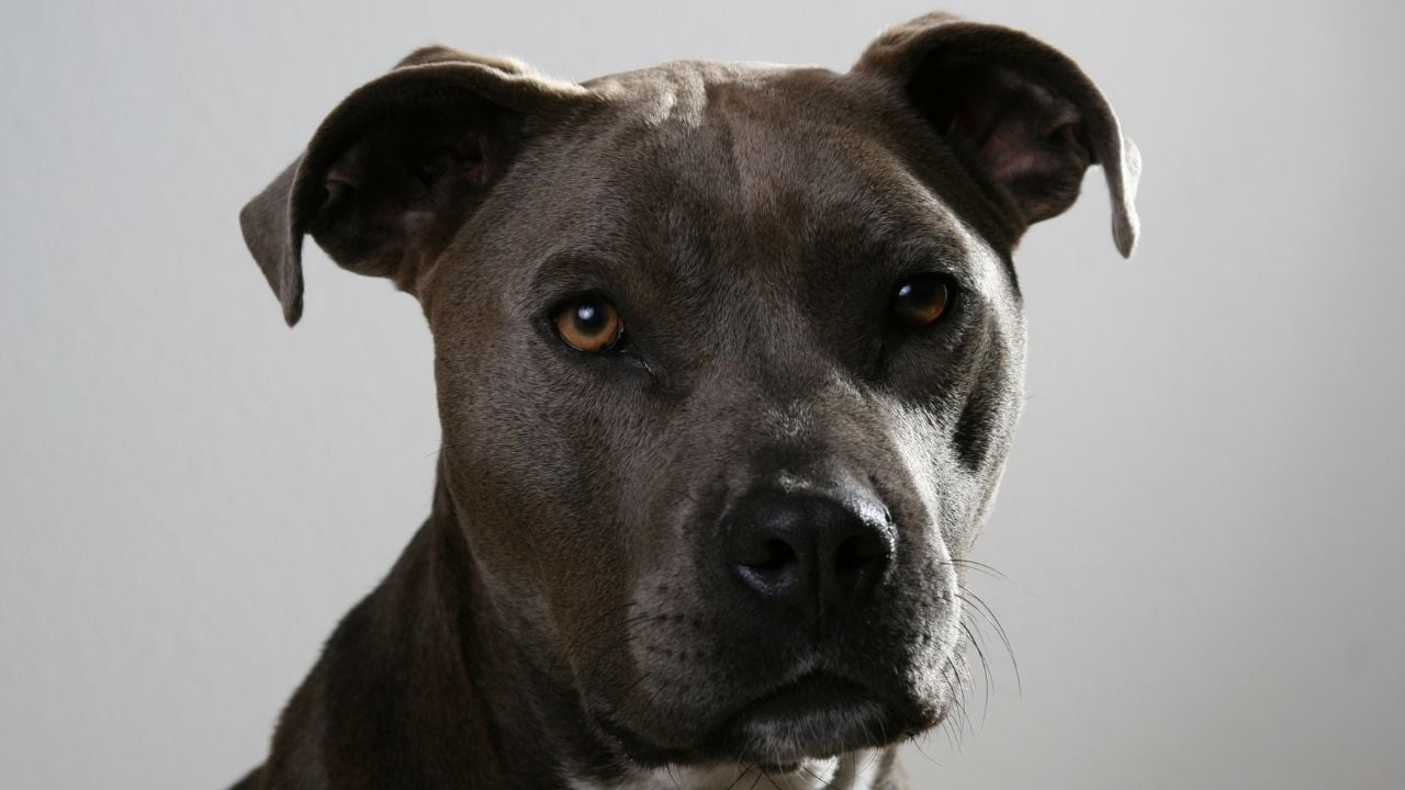 koyu renk Amerikan Pitbull Terrier