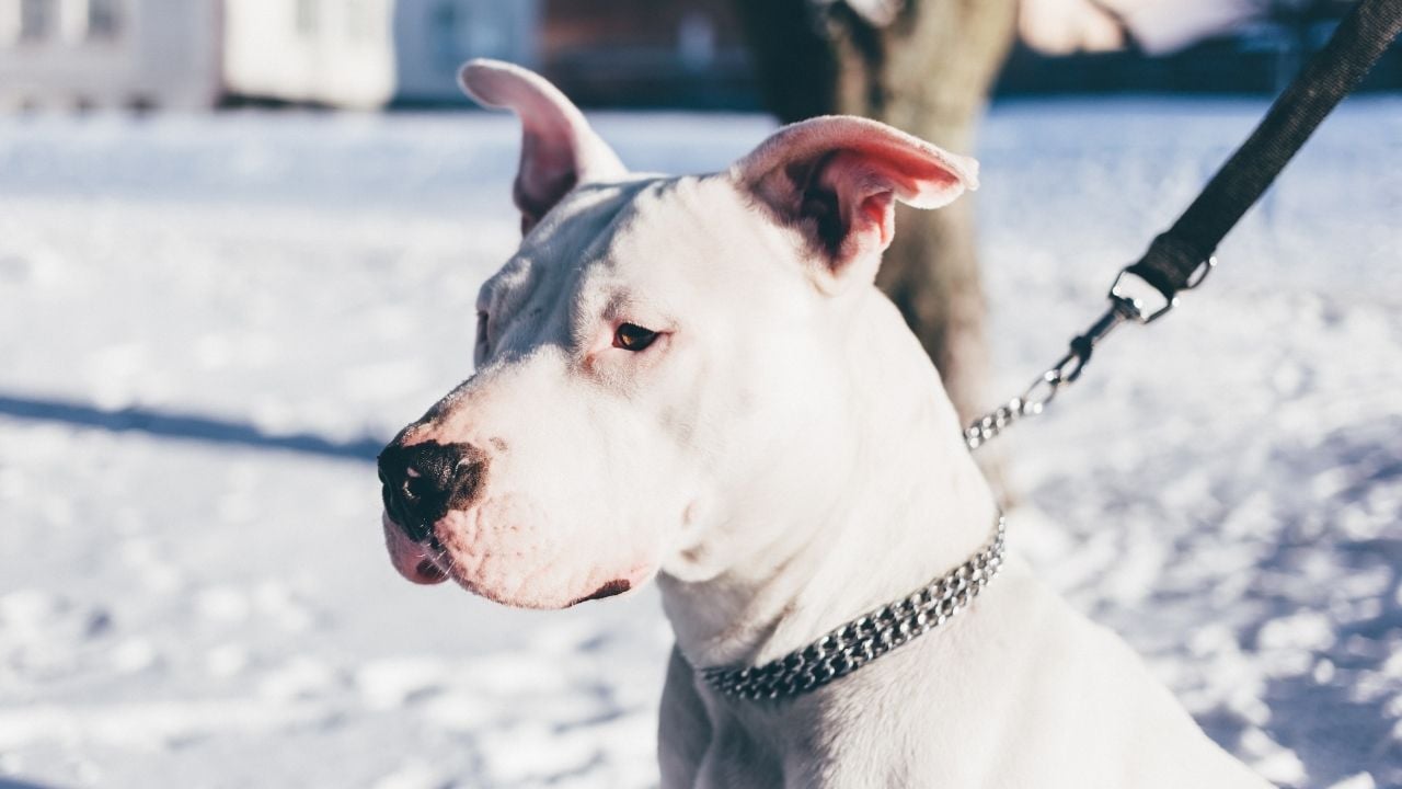 beyaz renk Amerikan Pitbull Terrier