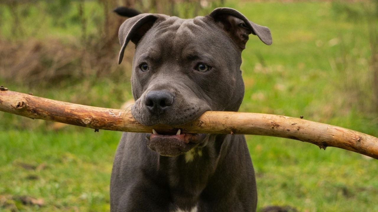 ağzında sopa olan Amerikan Pitbull Terrier