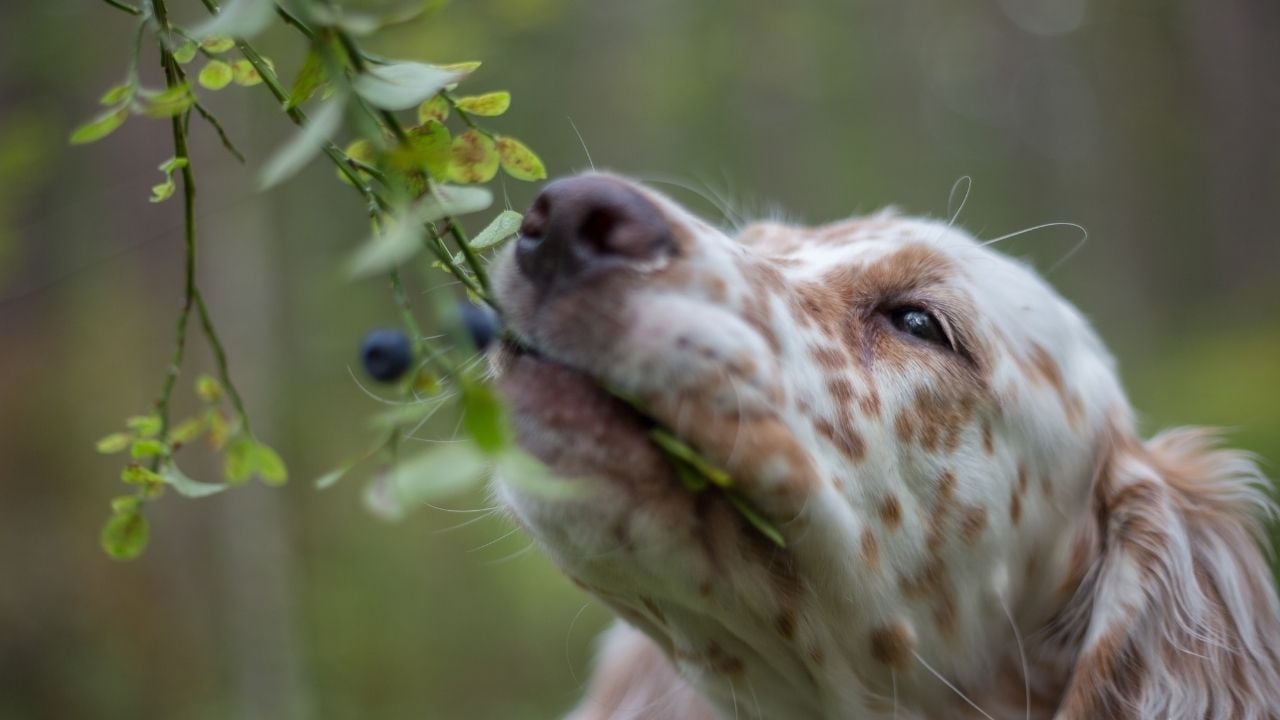 Yaban Mersini yiyen köpek