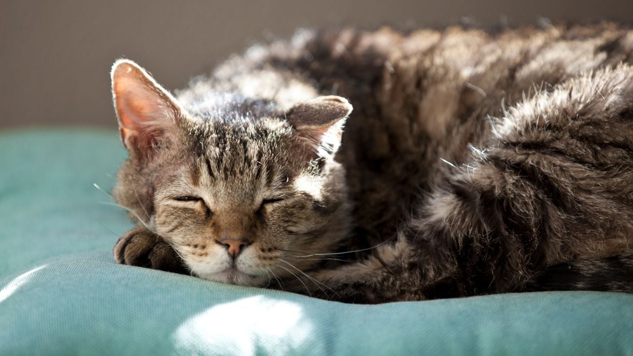 halsiz bir kedi yatıyor