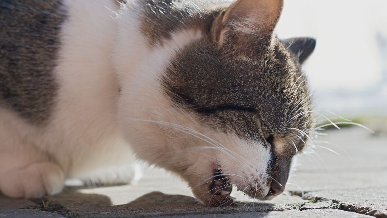 kusan bir smokin kedi