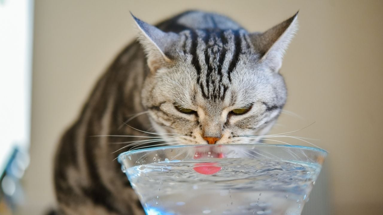 su içen bir kedi