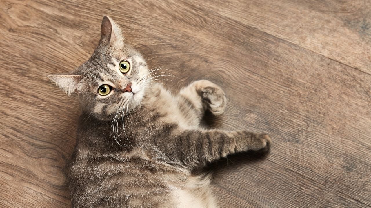 parkede yatan bir tekir kedi