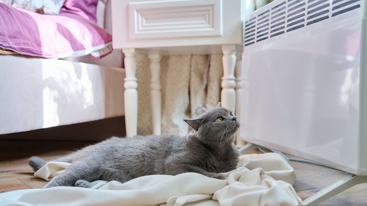 klimanın önünde yatan kedi