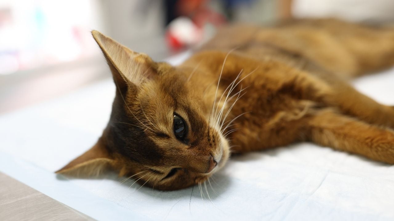 hasta kedi yatıyor