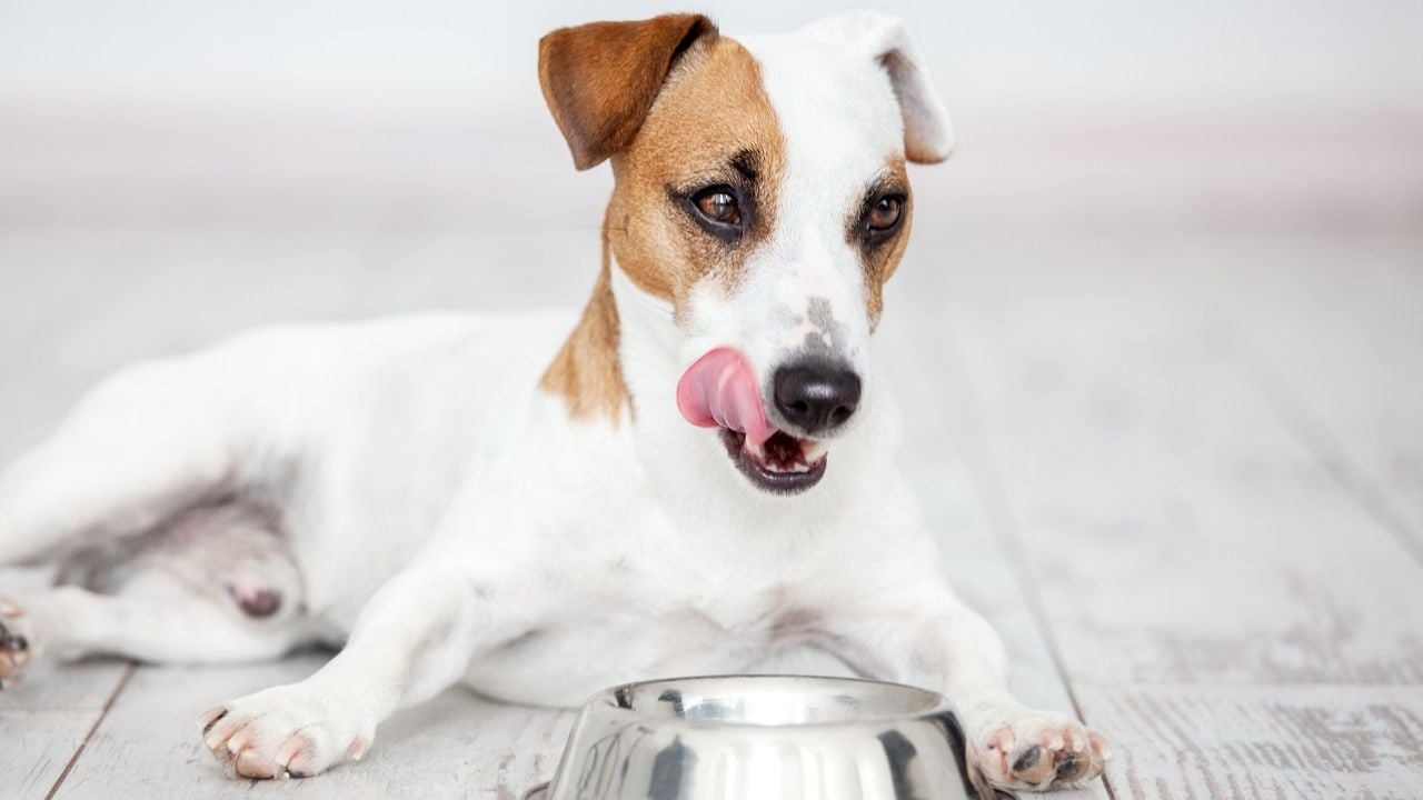 mama kabından bir şeyler yiyen köpek