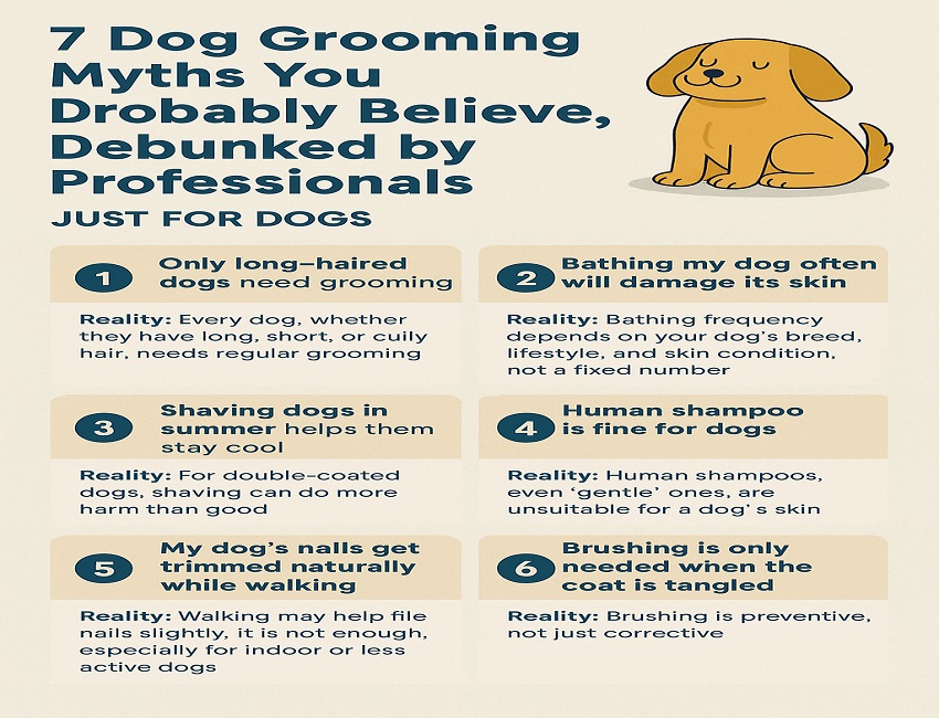 7 Dog Grooming Myths You Probably Believe, Debunked by Professionals