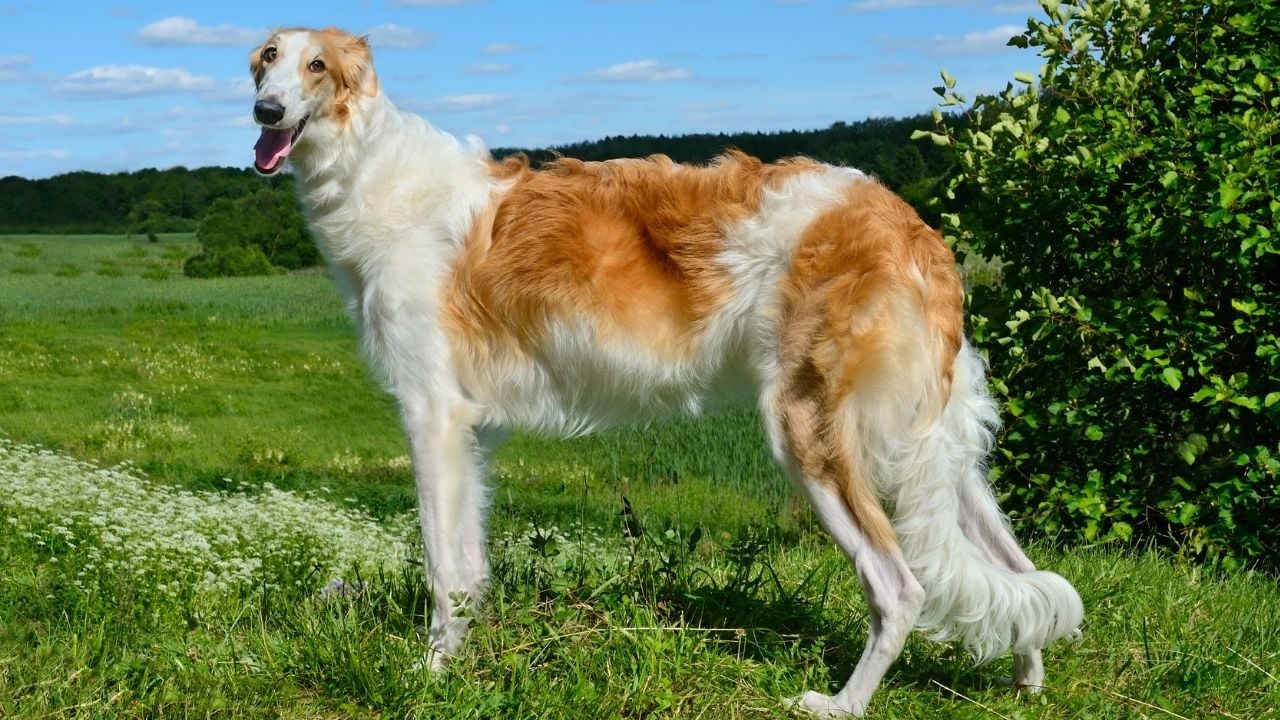 beyaz kahverengi Borzoi