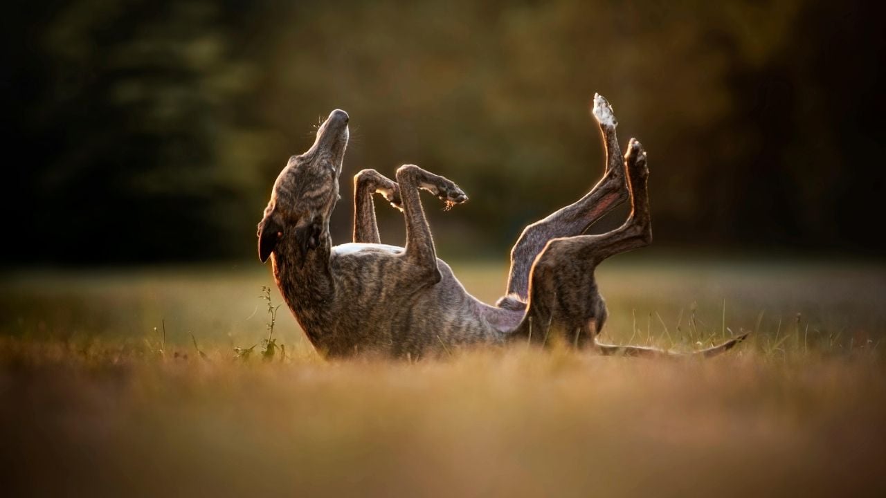 yerde yuvarlanan Greyhound