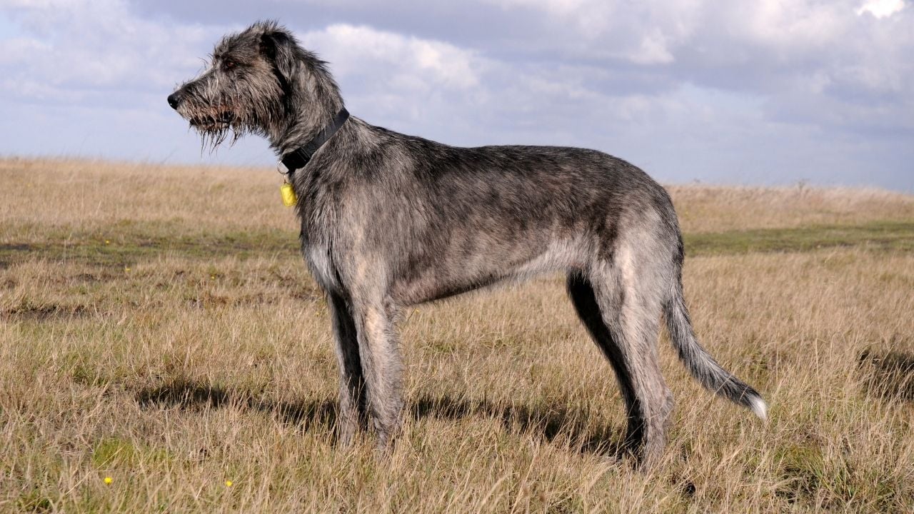 gri kırçıllı İrlanda Kurt Köpeği