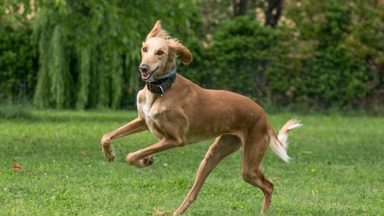 kahverengi Saluki