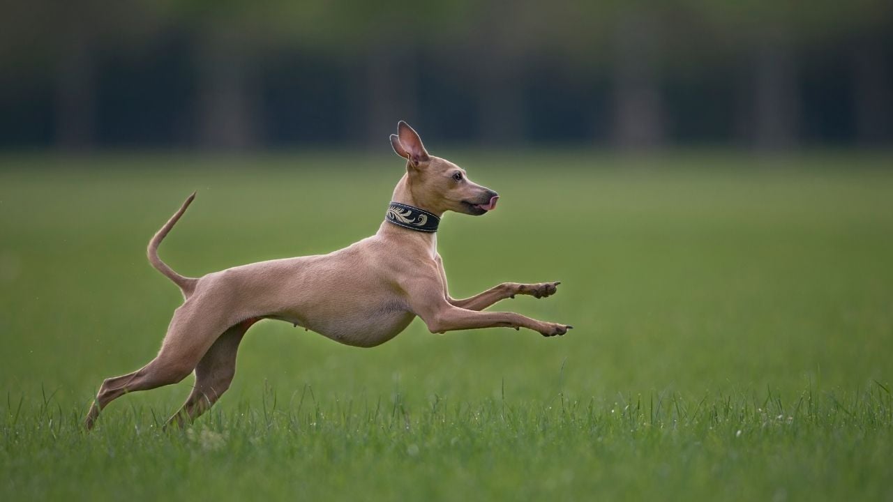 koşup oynayan Whippet