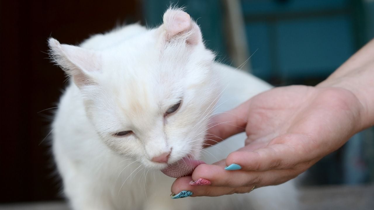 beyaz kedi sahibini yalıyor