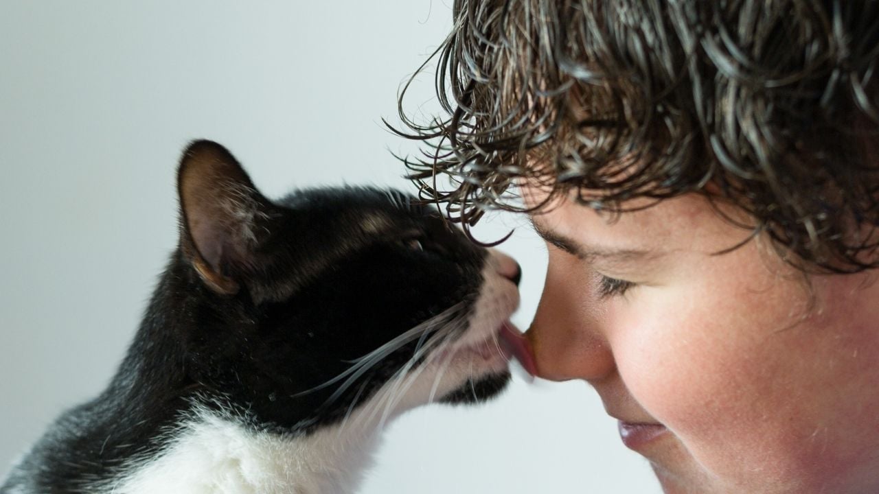 smokin kedi sahibini yalıyor