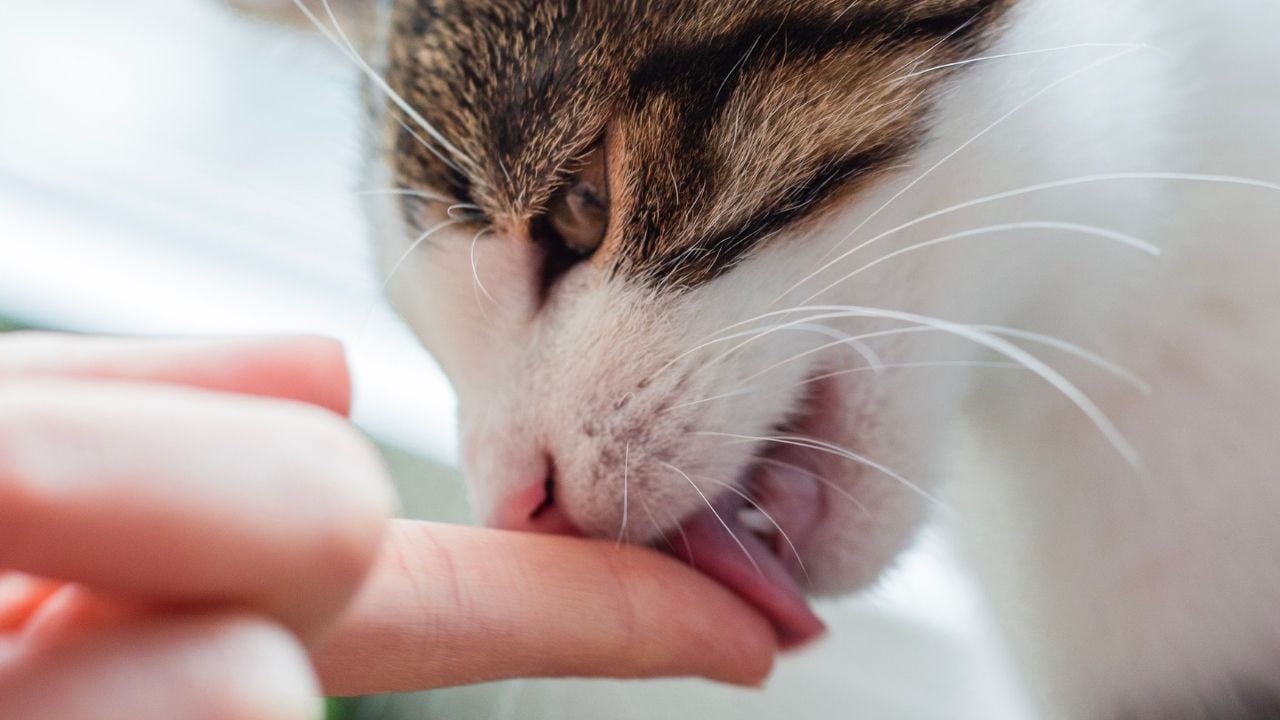 beyaz kedi sahibinin parmağını yalıyor