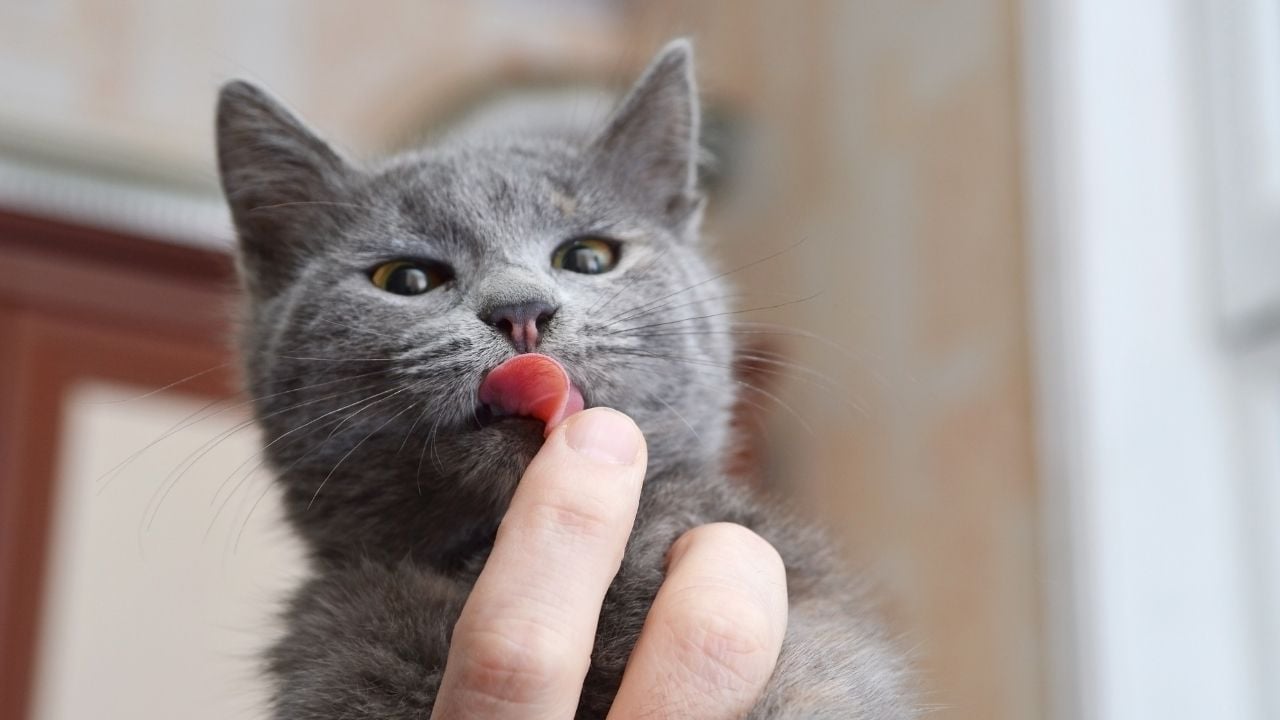 gri kedi sahibini yalıyor