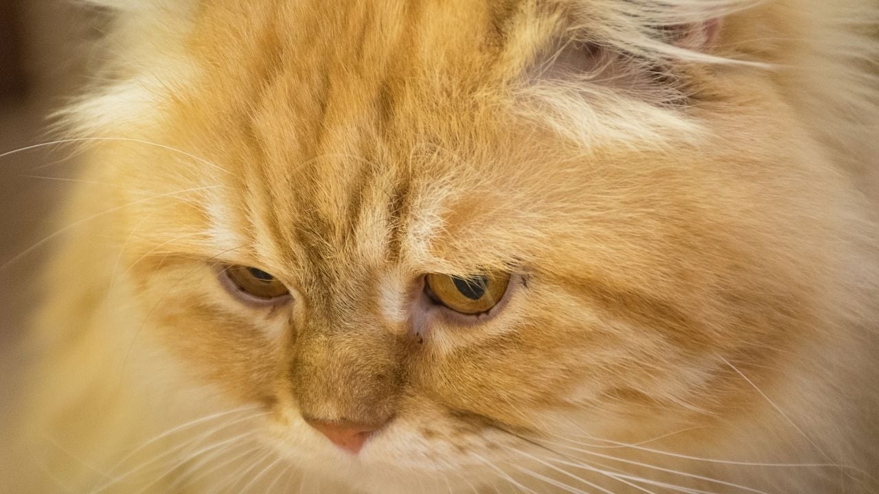 stresli bir sarı kedi