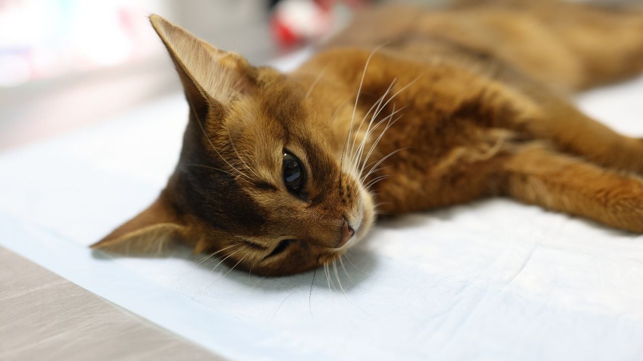 kahverengi kedi yatıyor