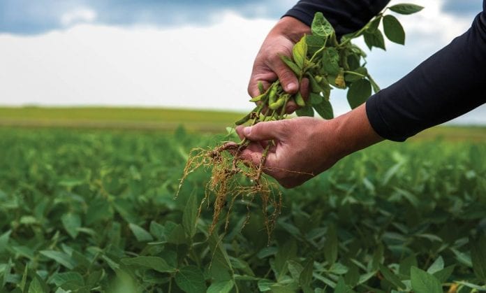 Fertilizing the Future: How Agricultural Inoculants are Driving Sustainable Farming