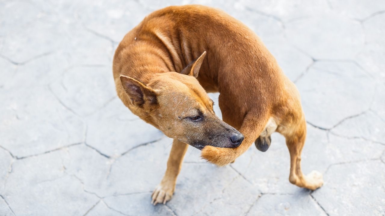 kahverengi köpek kuyruğunu ısırıyor