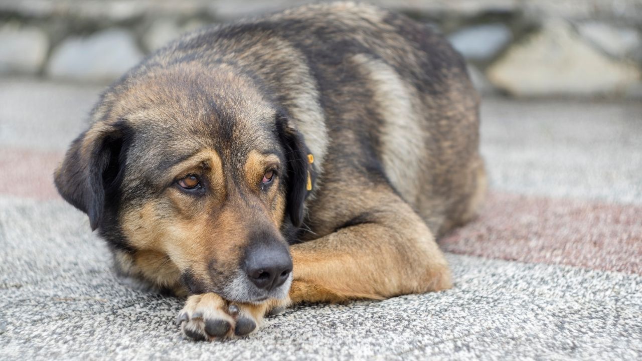 acı çeken mutsuz bir köpek