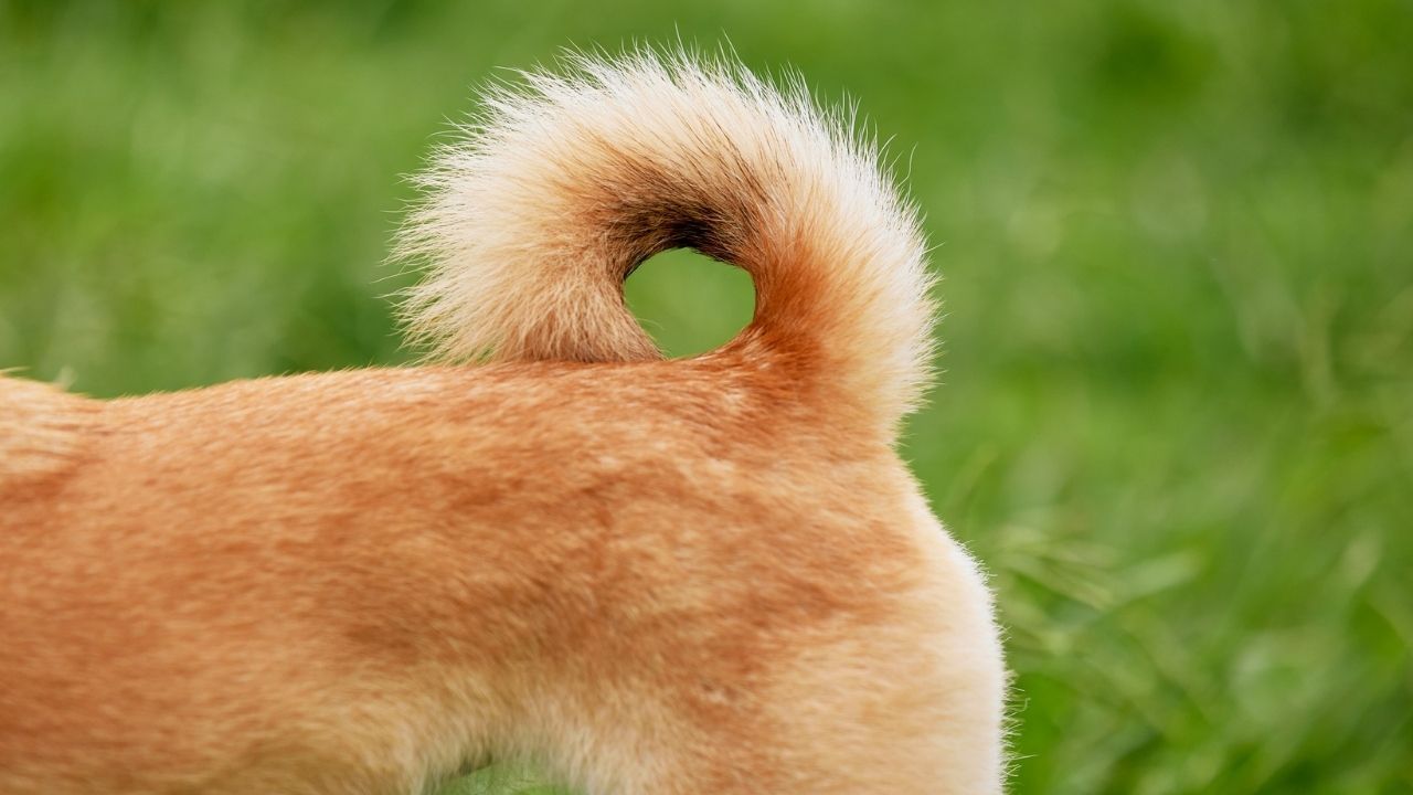 turuncu kıvrık bir köpek kuyruğu
