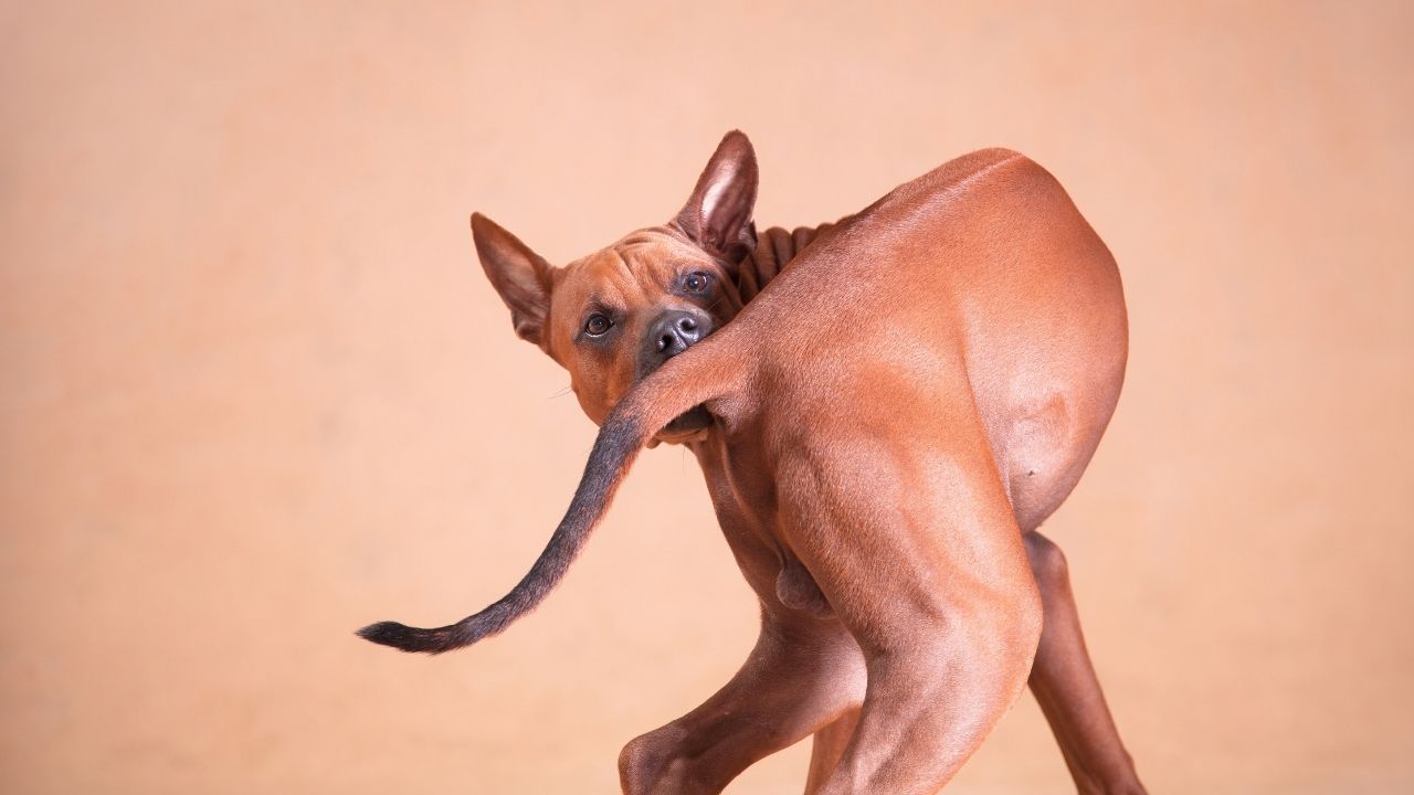 köpek kuyruğunu ısırıyor